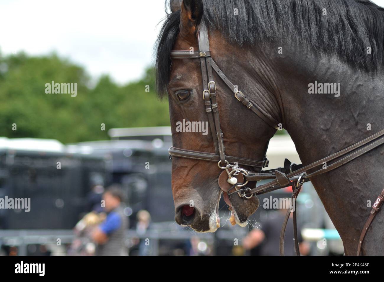 Testa e collo del cavallo della baia scura Foto Stock