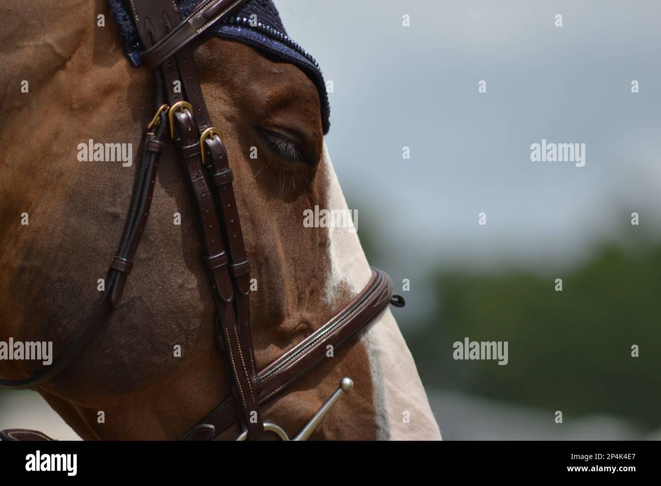 Bay Horse a occhi chiusi Foto Stock