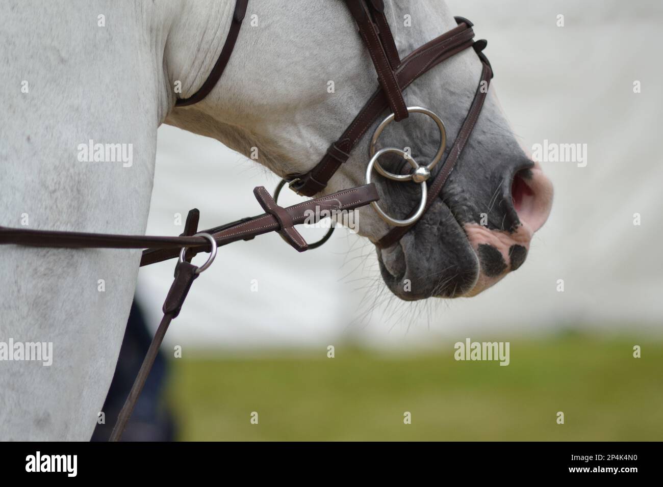 La bocca del cavallo è un po' sparata Foto Stock