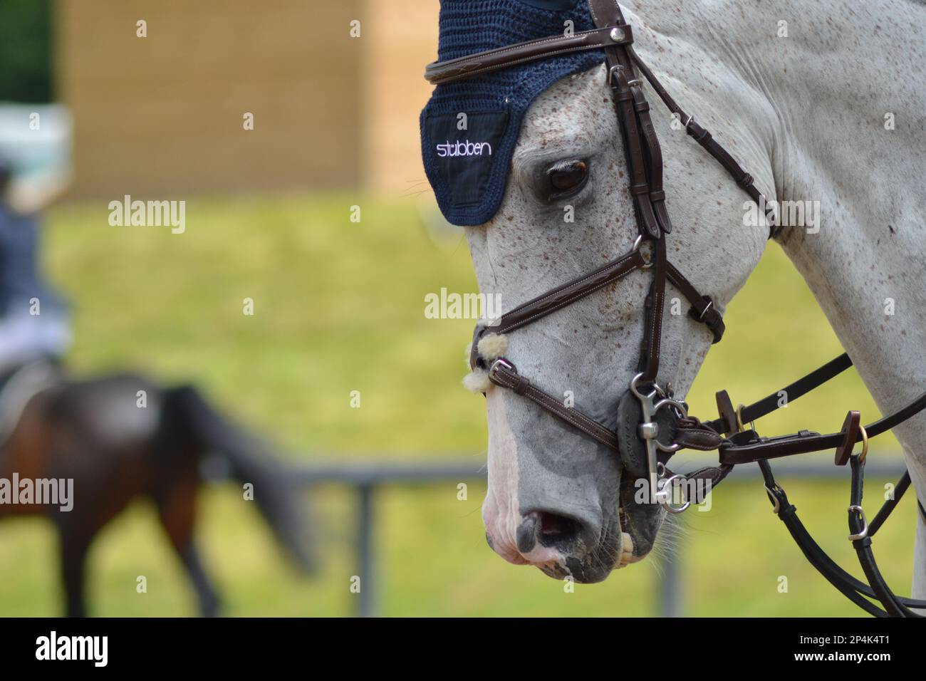 Fleabitten testa di cavallo grigio colpo Foto Stock