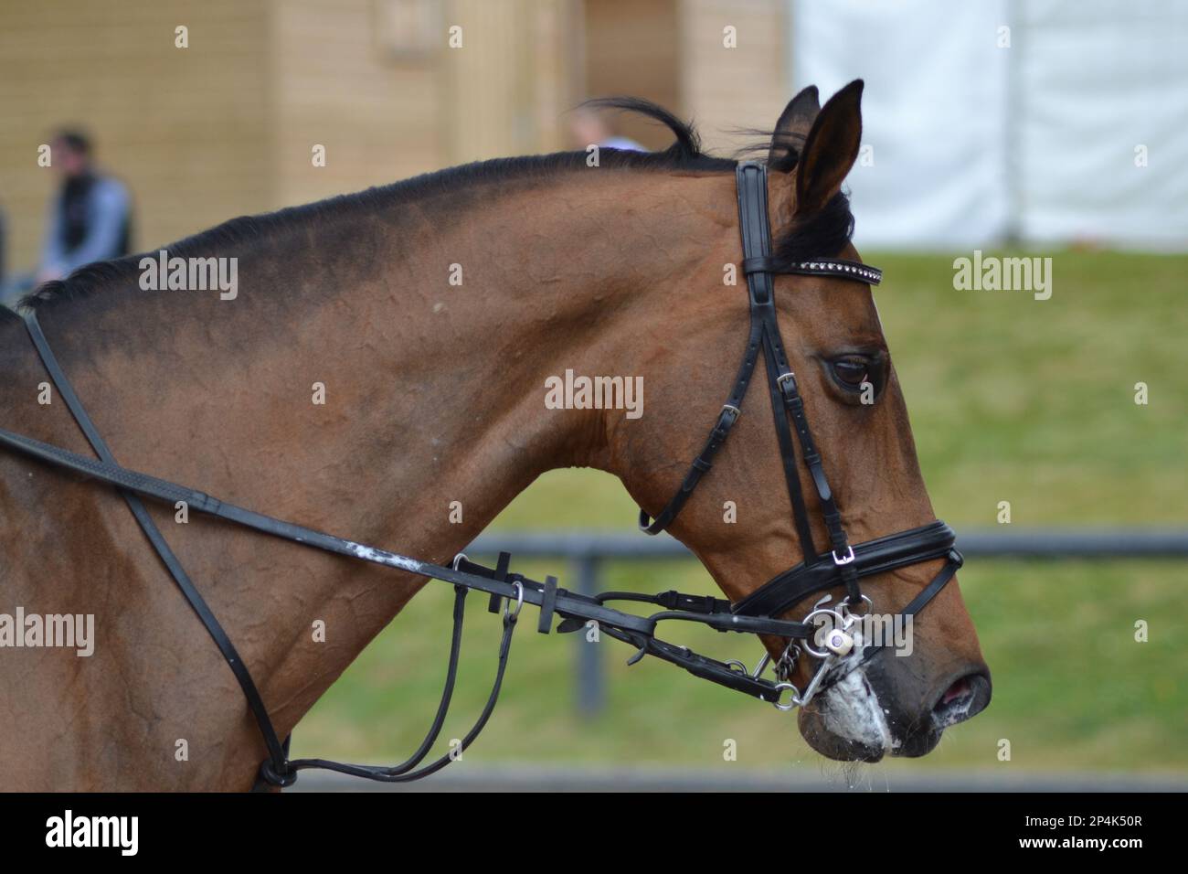 Testa di cavallo e collo della baia con briglia Foto Stock