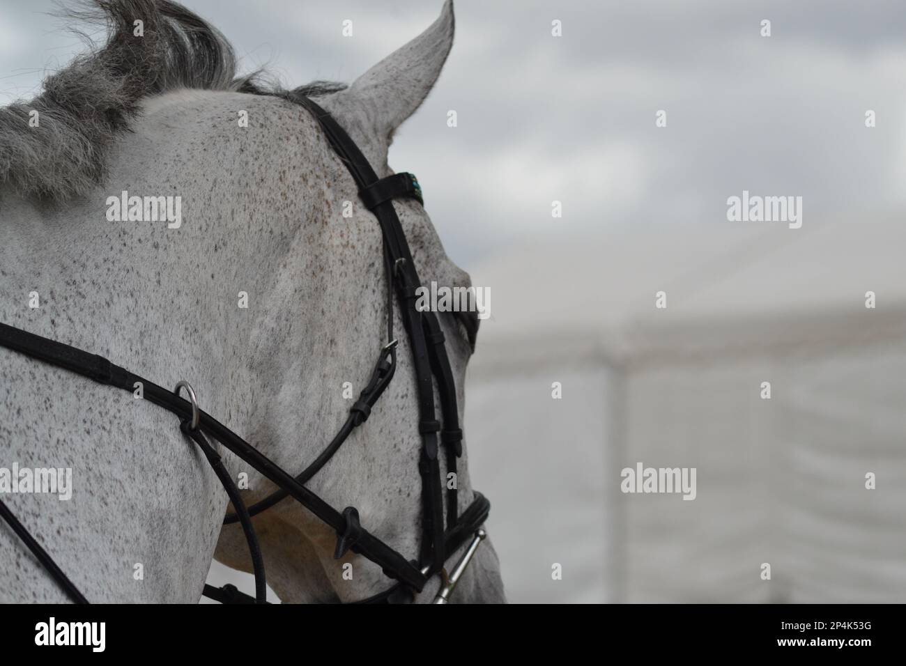 Testa di cavallo grigia Foto Stock