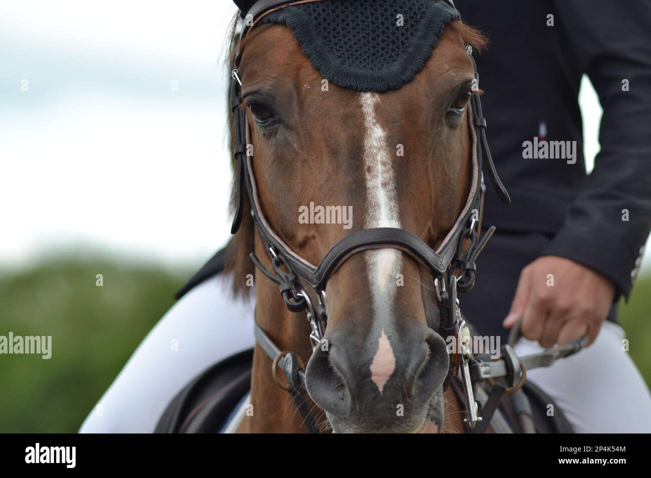 Bay Horse Head con striscia Foto Stock