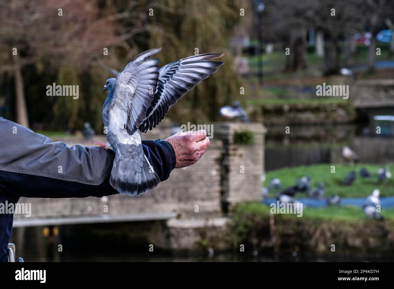 Un piccione selvaggio che atterra sul braccio di un uomo in un parco a Newquay in Cornovaglia nel Regno Unito. Foto Stock