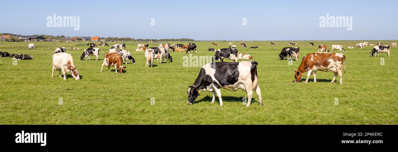 Mucche di mandria che pascolano in campo, tranquillo e felice, un cielo blu e una vista panoramica ampia Foto Stock