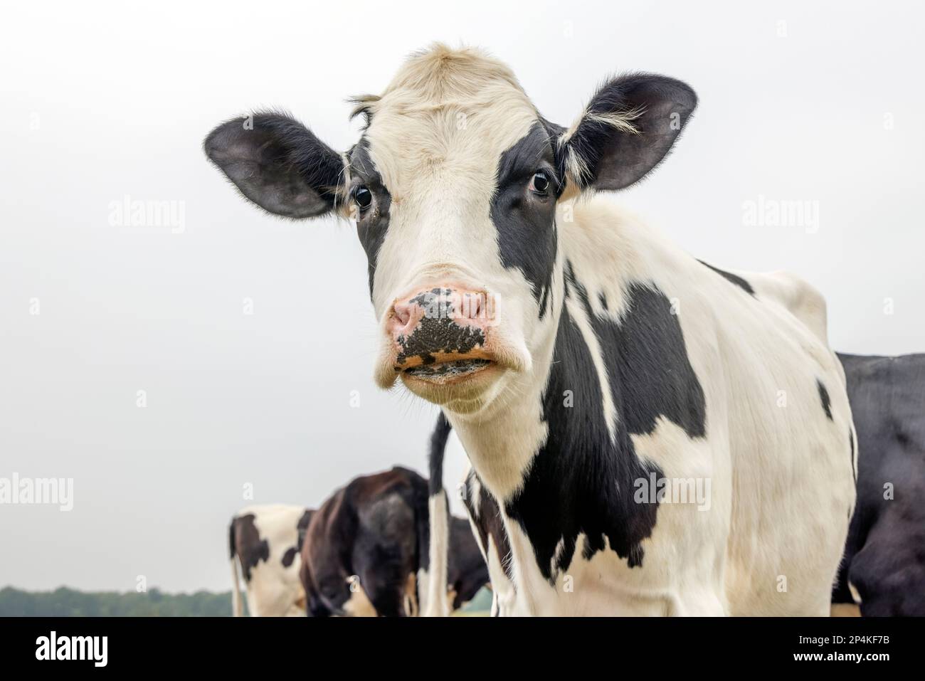 Mucca da latte, bianco e nero, gocciolando sputo sottile gocciolando, guardando, orecchie giovani e nere e naso rosa Foto Stock
