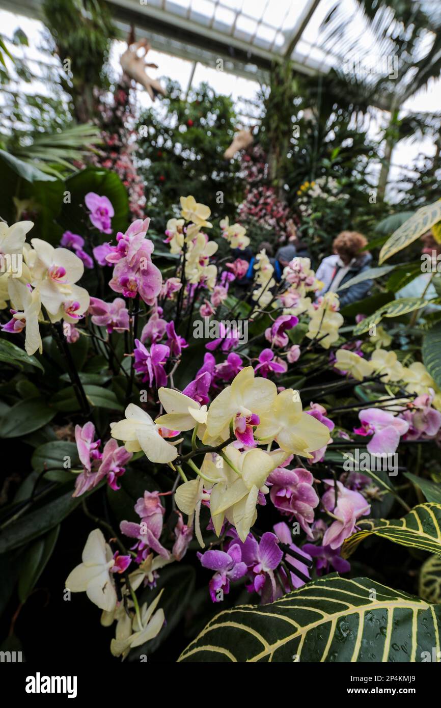 Orchid Festival, Kew Gardens, Londra Foto Stock