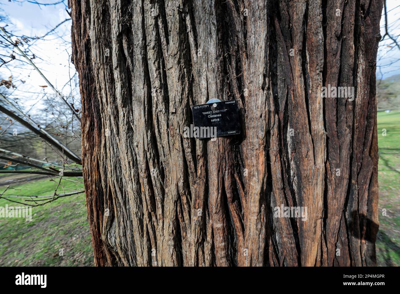 Castanea sativa, il castagno dolce, Kew Gardens, Londra Foto Stock