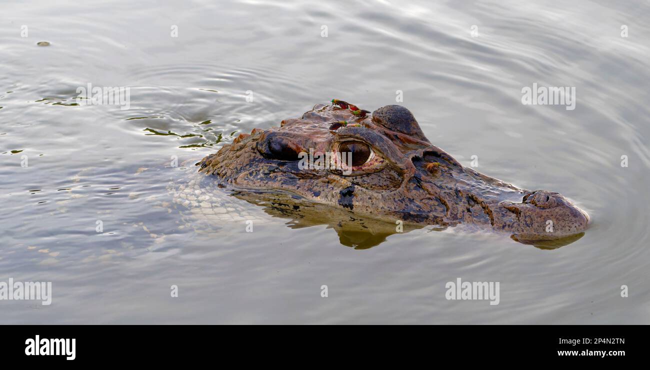 Caiman nero (Melanosuchus niger) nuoto nel fiume Madre de Dios, Parco Nazionale Manu, Amazzonia peruviana, Perù Foto Stock