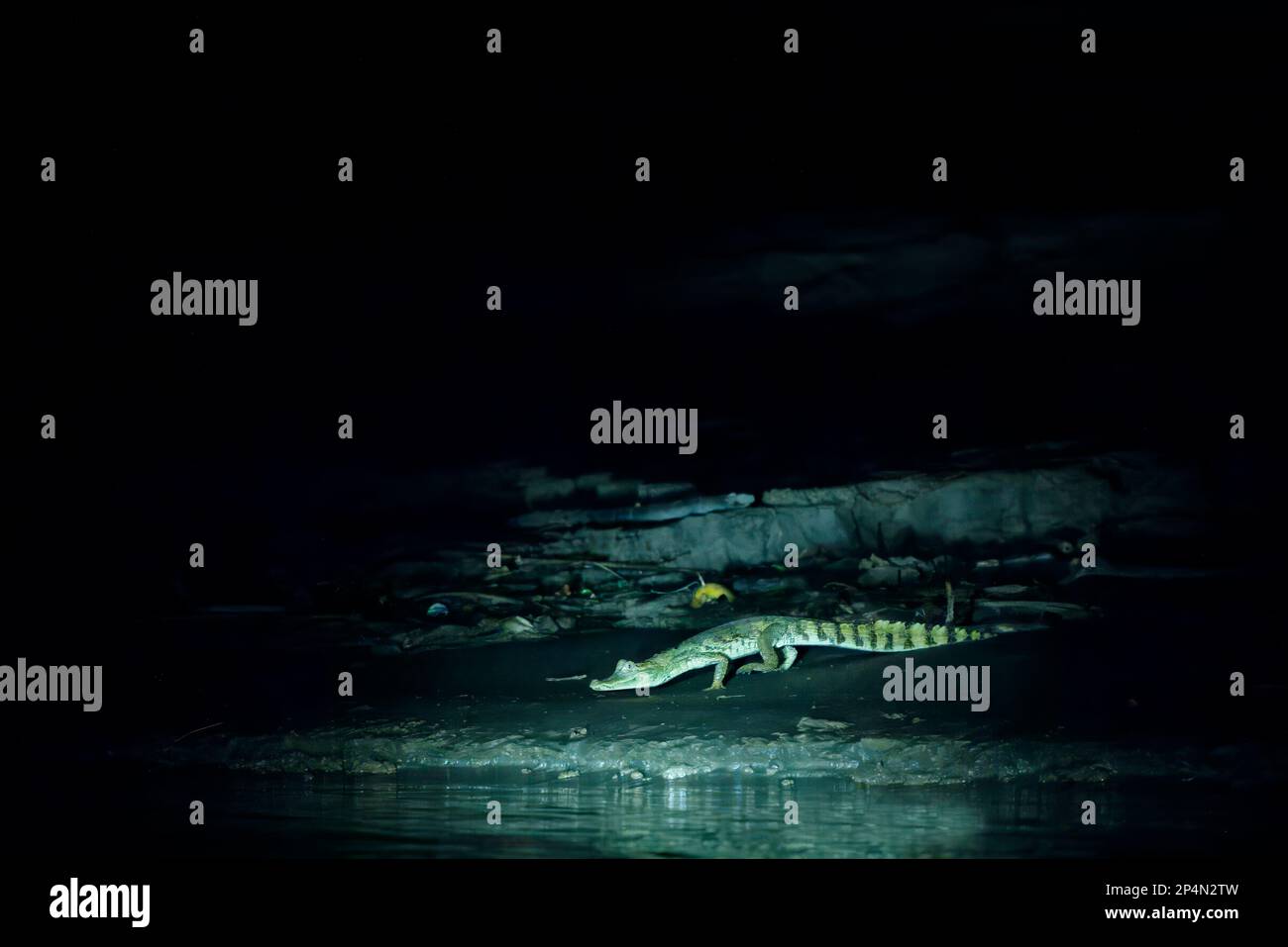 Caiman nero (Melanosuchus niger) nel fiume Madre de Dios di notte, Parco Nazionale Manu, Amazzonia peruviana, Perù Foto Stock