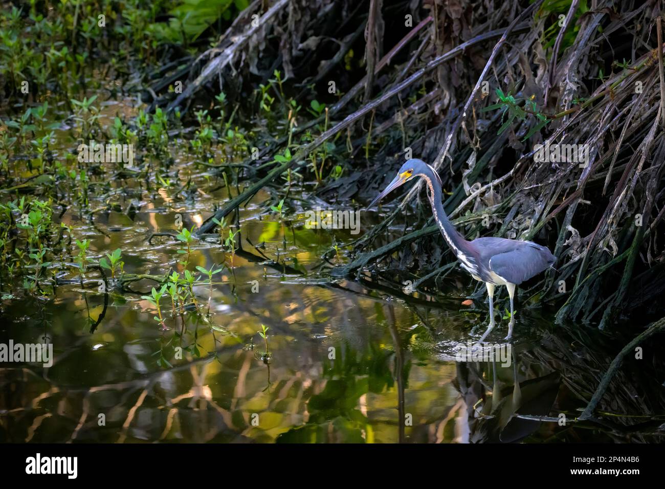 Tricolori Heron (Egretta tricolor) caccia nella foresta paludosa, Wakodahatchee palude, Florida, Stati Uniti. Foto Stock