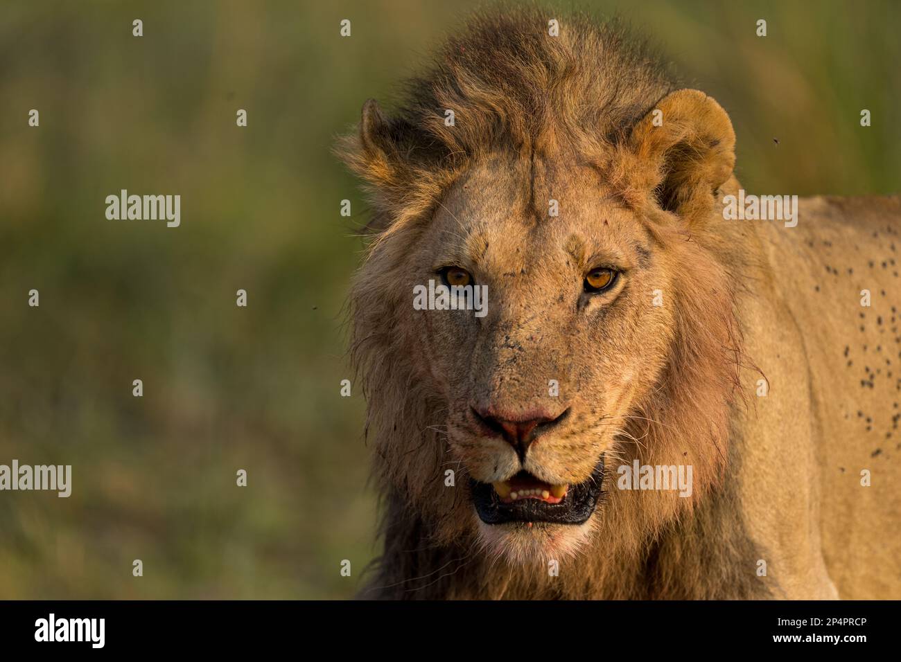 Leone maschio che guarda in macchina fotografica con le mosche sulla sua schiena in botswana moremi Foto Stock