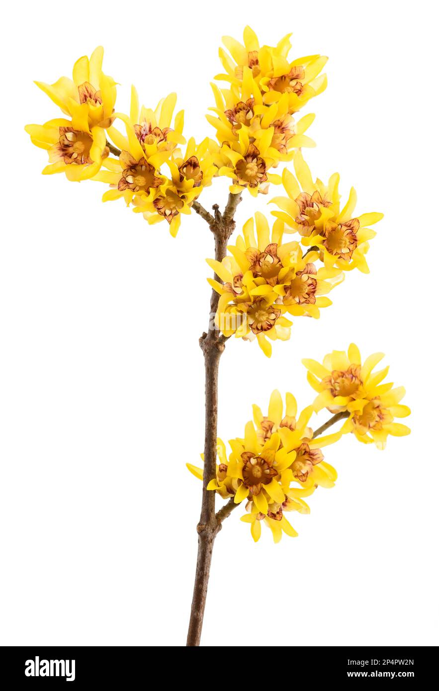 Wintersweet o Chimonanthus fiori isolati su sfondo bianco Foto Stock