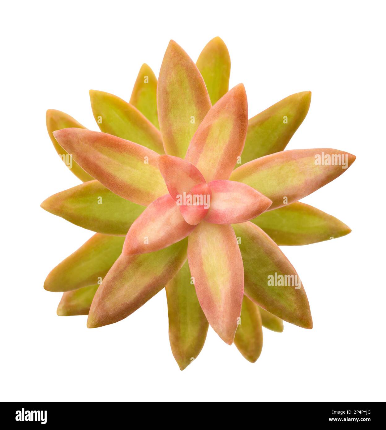 Coppertone Stonecrop isolato su sfondo bianco Foto Stock