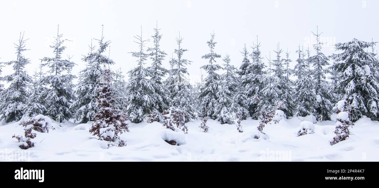 Abeti innevati nella foresta invernale. Foto Stock