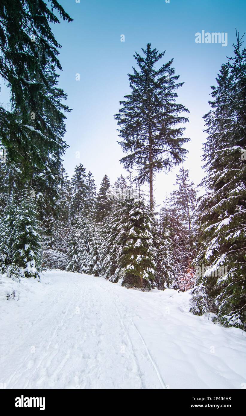 Paesaggio invernale con abeti innevati e cielo blu. Foto Stock