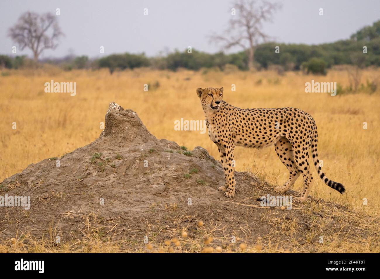 Ghepardo che sorge su una collina di Termite con sfondo panoramico nel parco nazionale di Botswana Savutie Chobe Foto Stock