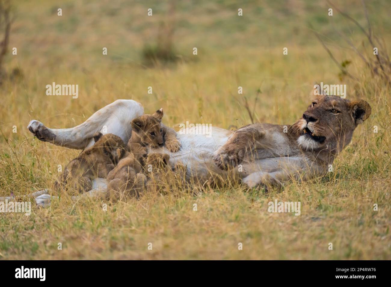 Quattro cuccioli di leone che bevono latte dalla madre dopo un'uccisione nella savutie Botswana Foto Stock