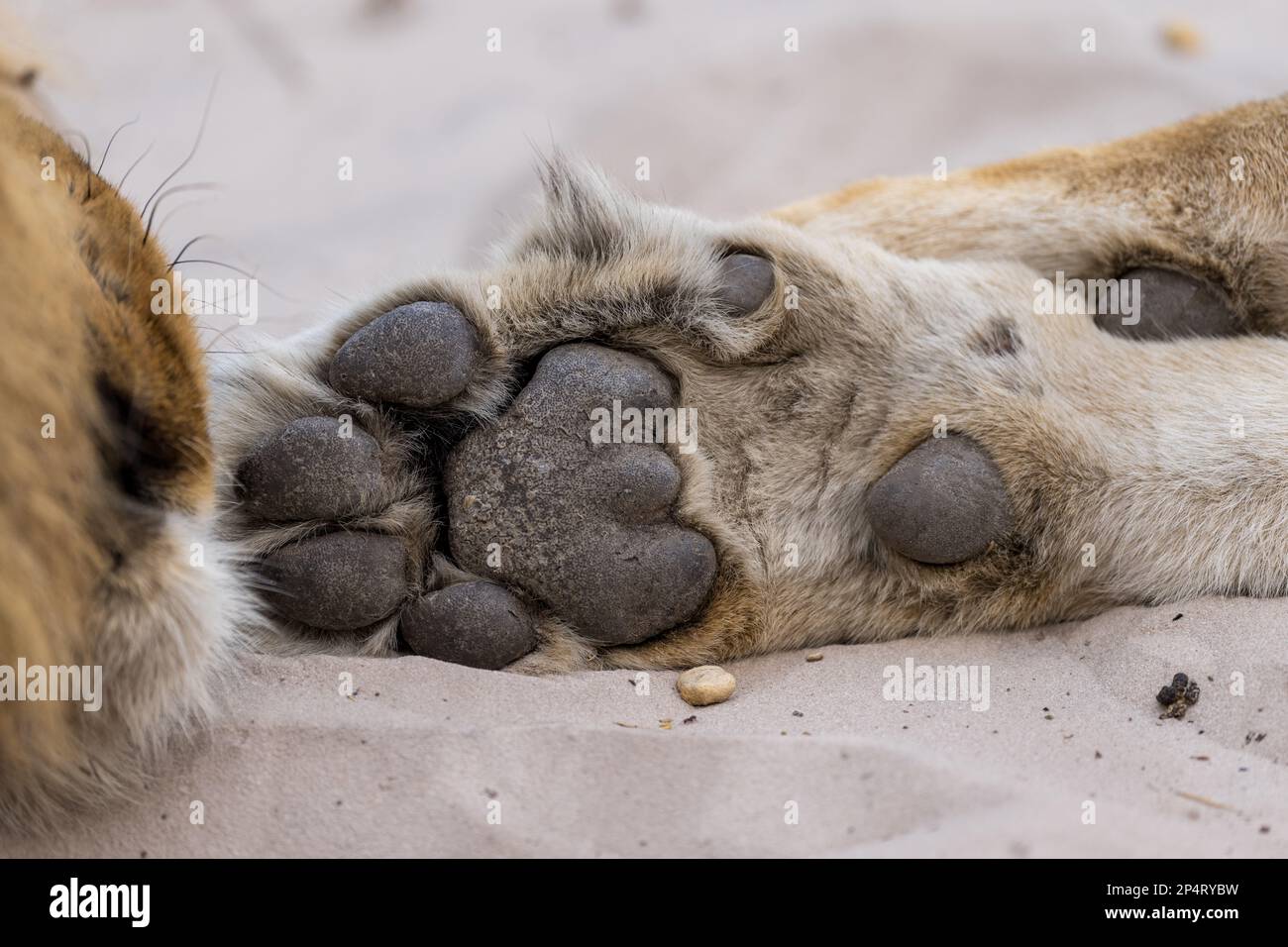 Foto ravvicinata di Lion Paw nella savutie del botswana Foto Stock