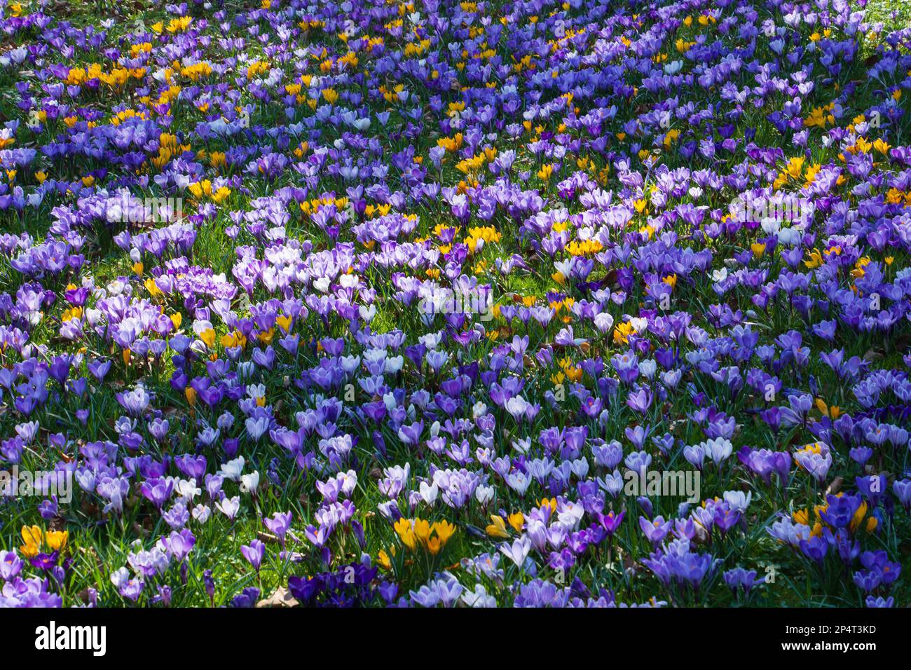 Prato primaverile con croci in fiore con fiori bianchi e violacei Foto Stock