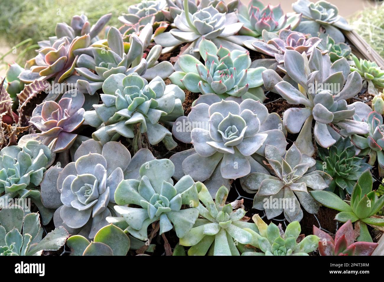 Rosette dell'Echeveria elegans piante succulente. Foto Stock