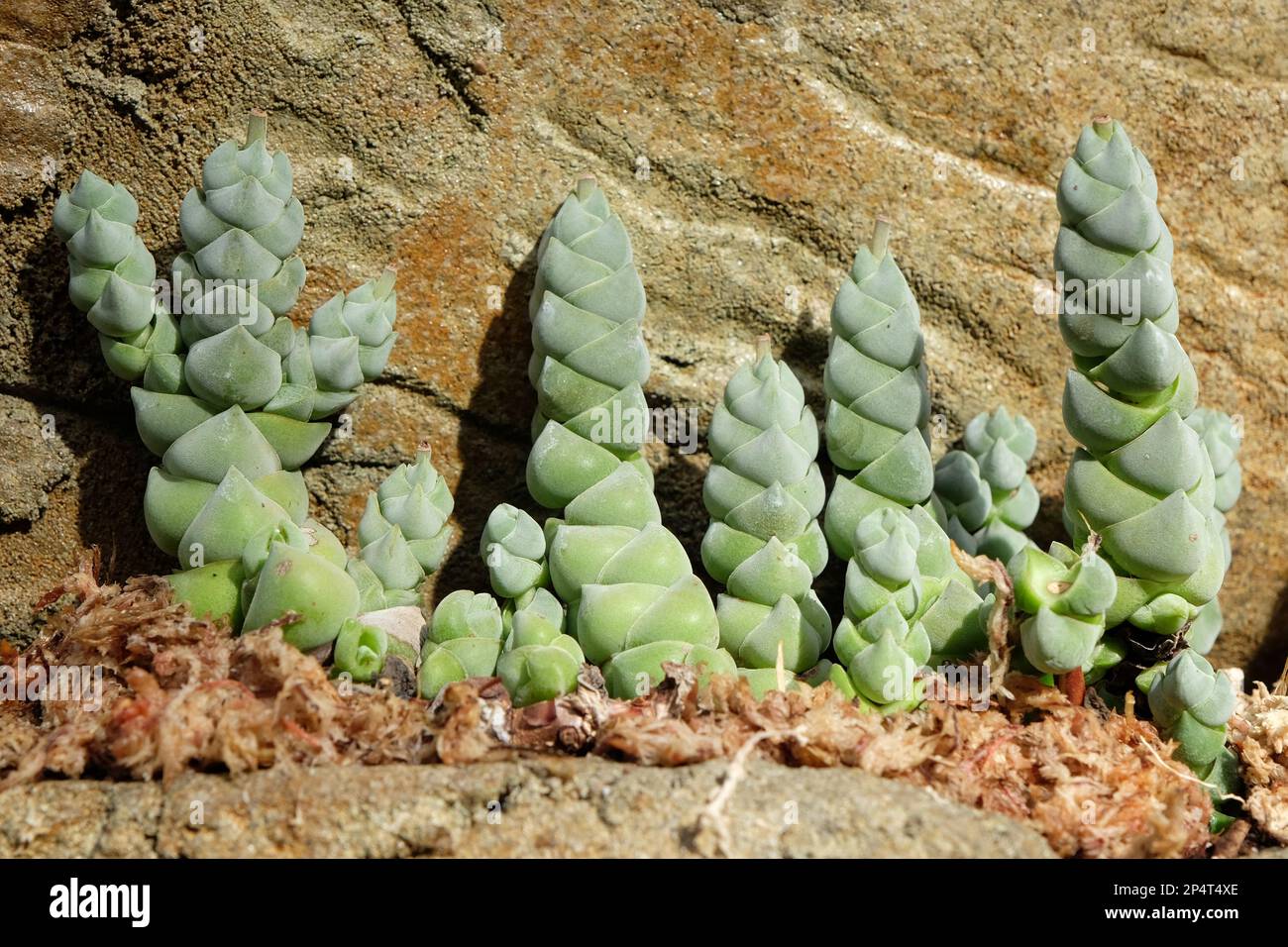 Le torri della pianta succulenta della Crassula plegmatoides Foto Stock