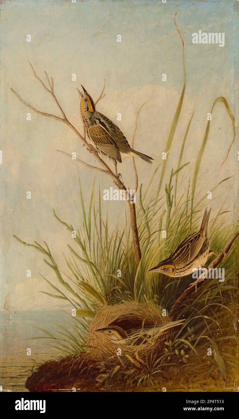 Joseph Bartholomew Kidd, dopo John James Audubon Sharp-coda Finch 1830 Foto Stock