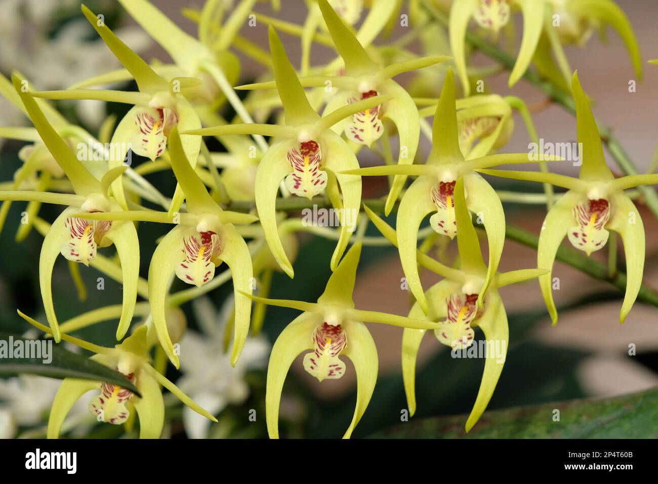 Dendrobium Hilda Poxon orchidea in fiore. Foto Stock