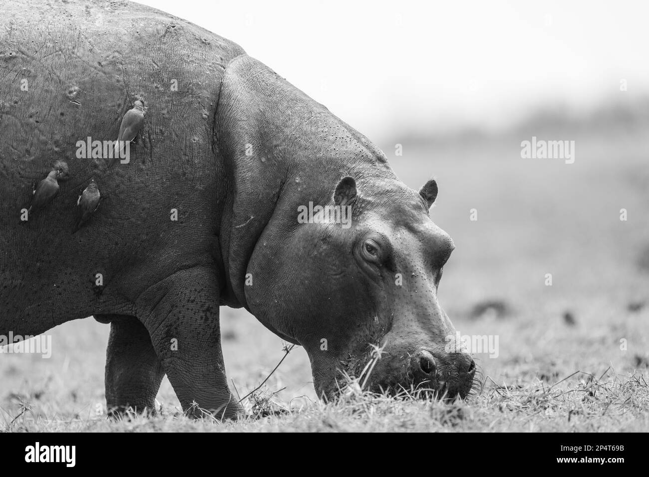 Ippopotamo dall'acqua che pascola con tre oxpeckers sul ventre in bianco e nero al fiume chobe botswana Foto Stock