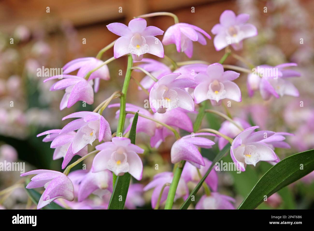 Dendrobium Bardo Rosa orchidea in fiore. Foto Stock