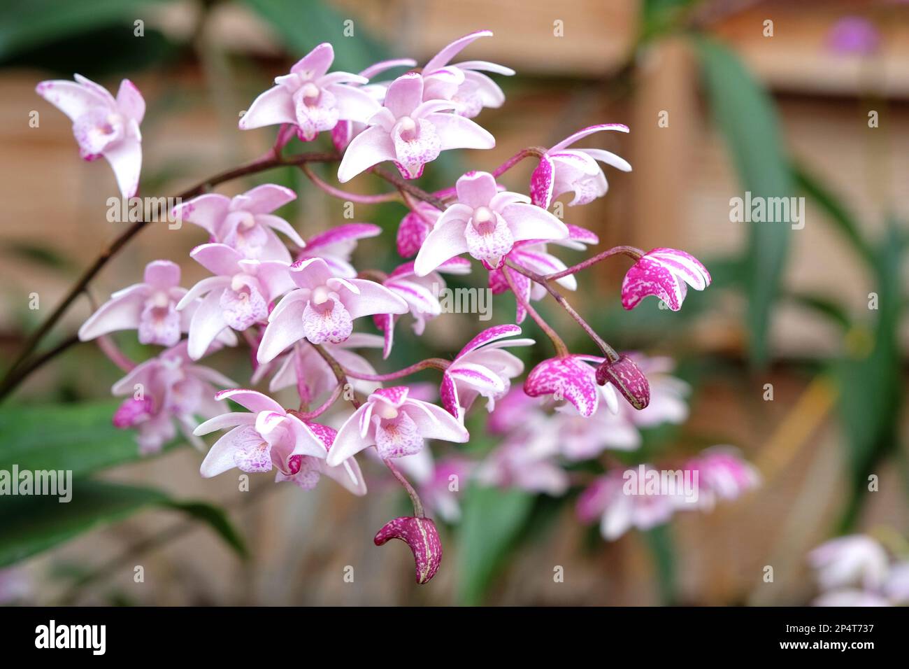 Dendrobium suffusum orchidea in fiore. Foto Stock