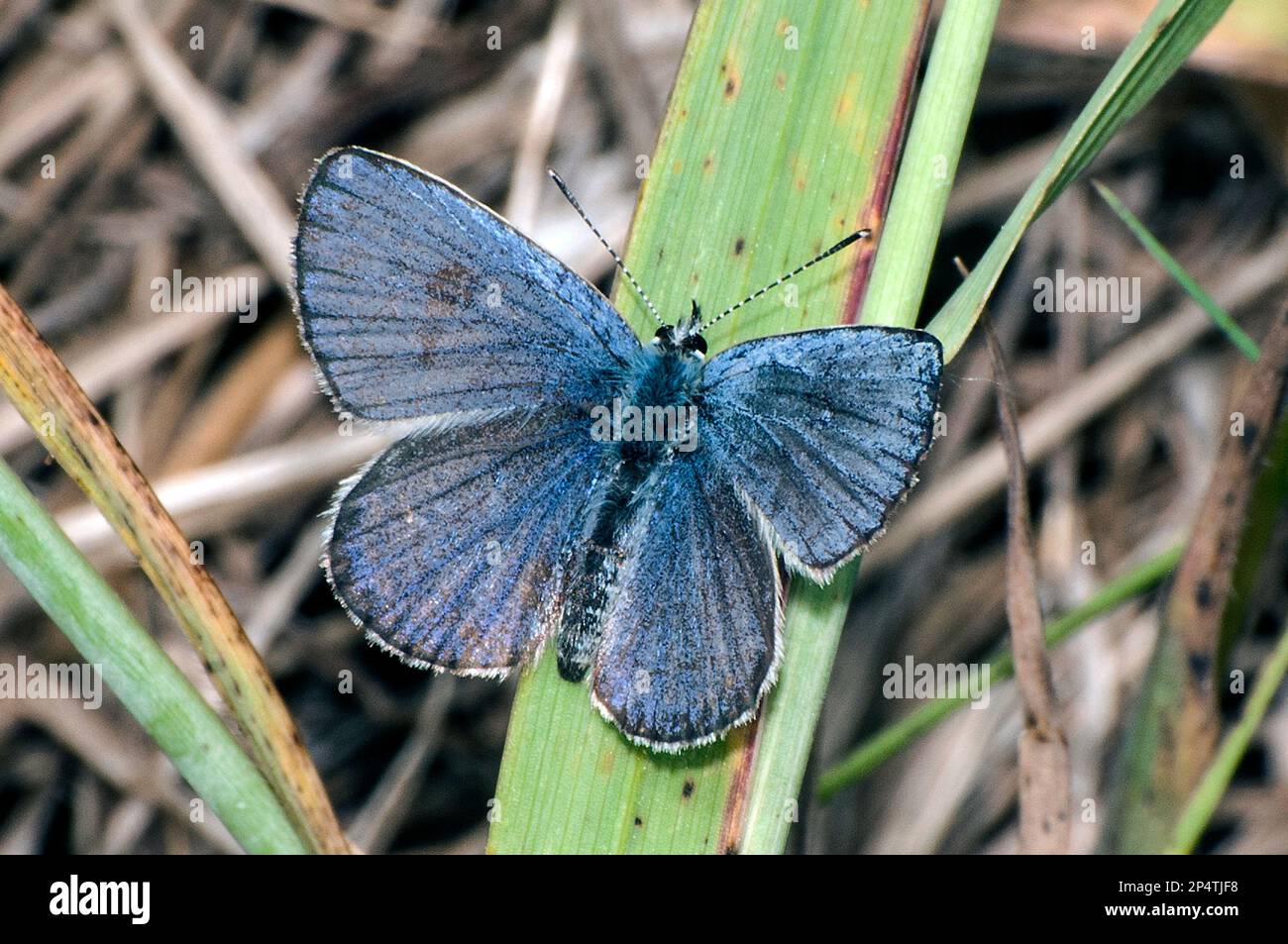 karner maschio farfalla blu seduto su erba in pino sterile, concord, new hampshire Foto Stock