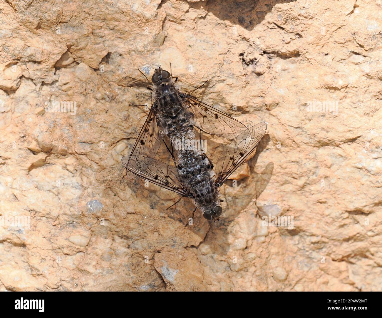 Accoppiamento delle fiabe Namibiane (Diptera sp.) Riposo sulla roccia, Kamanjab, Namibia, gennaio Foto Stock