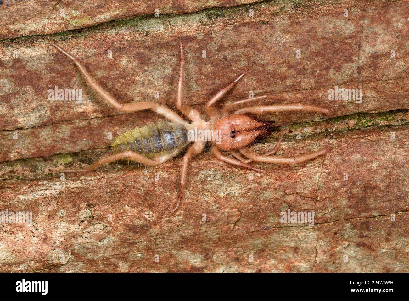 Solifugo o Camel Spider (Solifugae) adulto che riposa sulla roccia, Windhoek, Namibia, gennaio Foto Stock