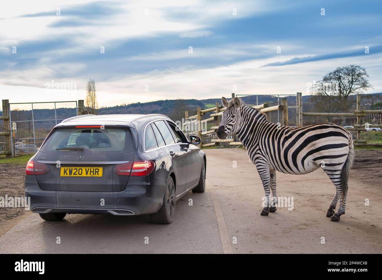 Zebra si avvicina ad un'auto con la sua finestra aperta in un parcheggio safari drive-through nel Regno Unito. Foto Stock
