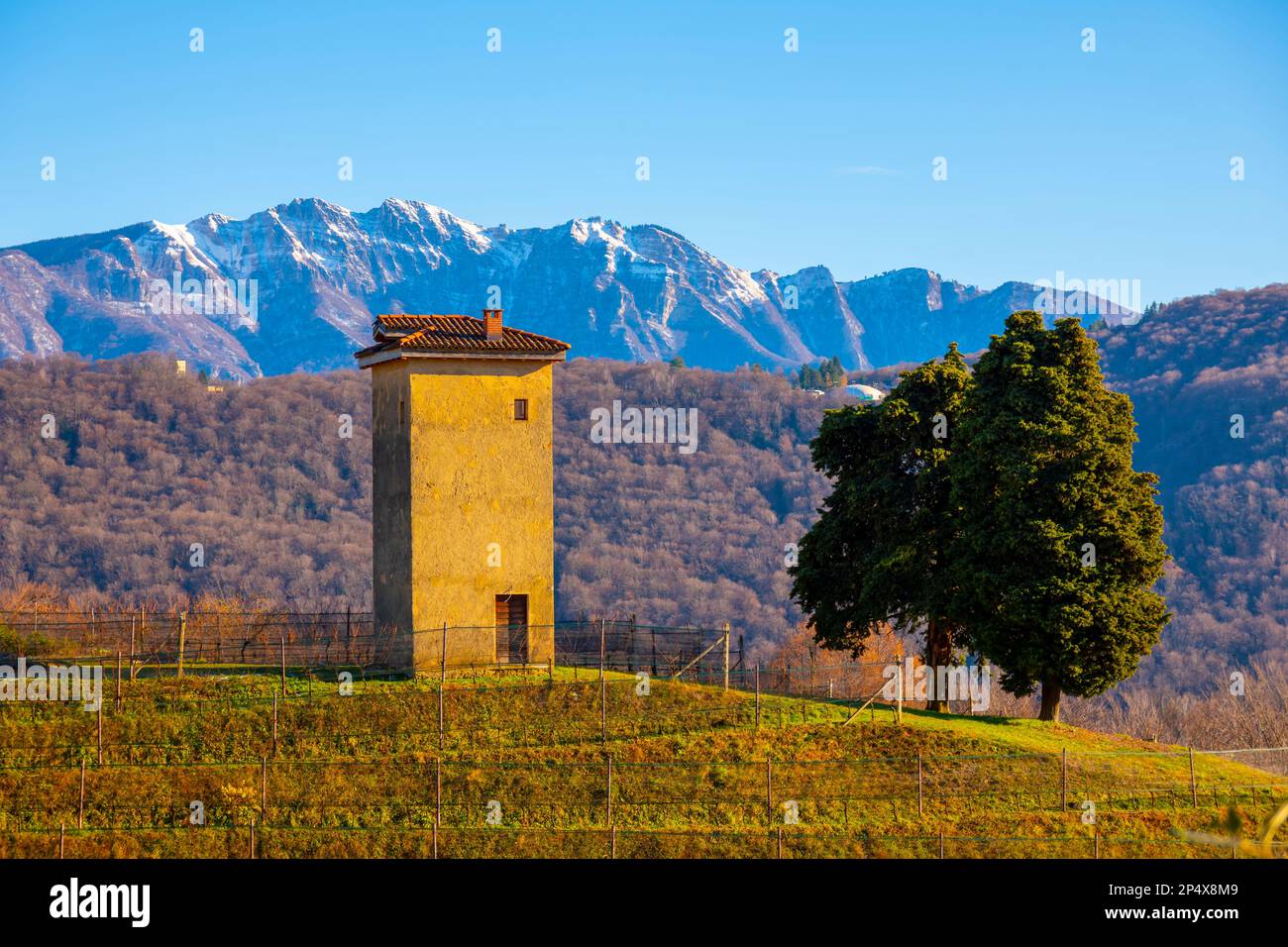 Vigneto a collina d'oro con montagna a Lugano, Ticino in Svizzera. Foto Stock