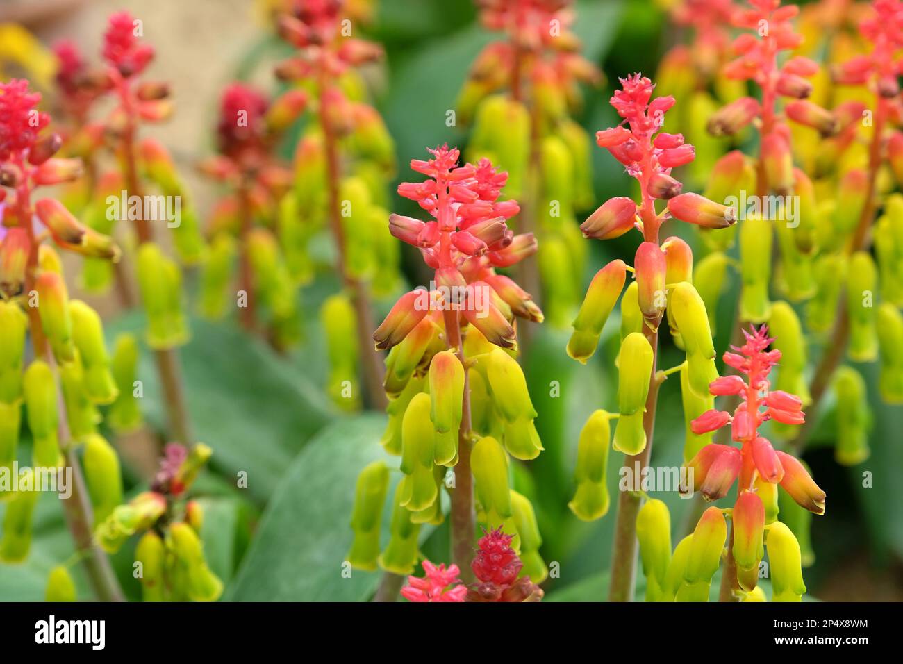 Lachenalia thunbergii, o cowslip capo, in fiore. Foto Stock