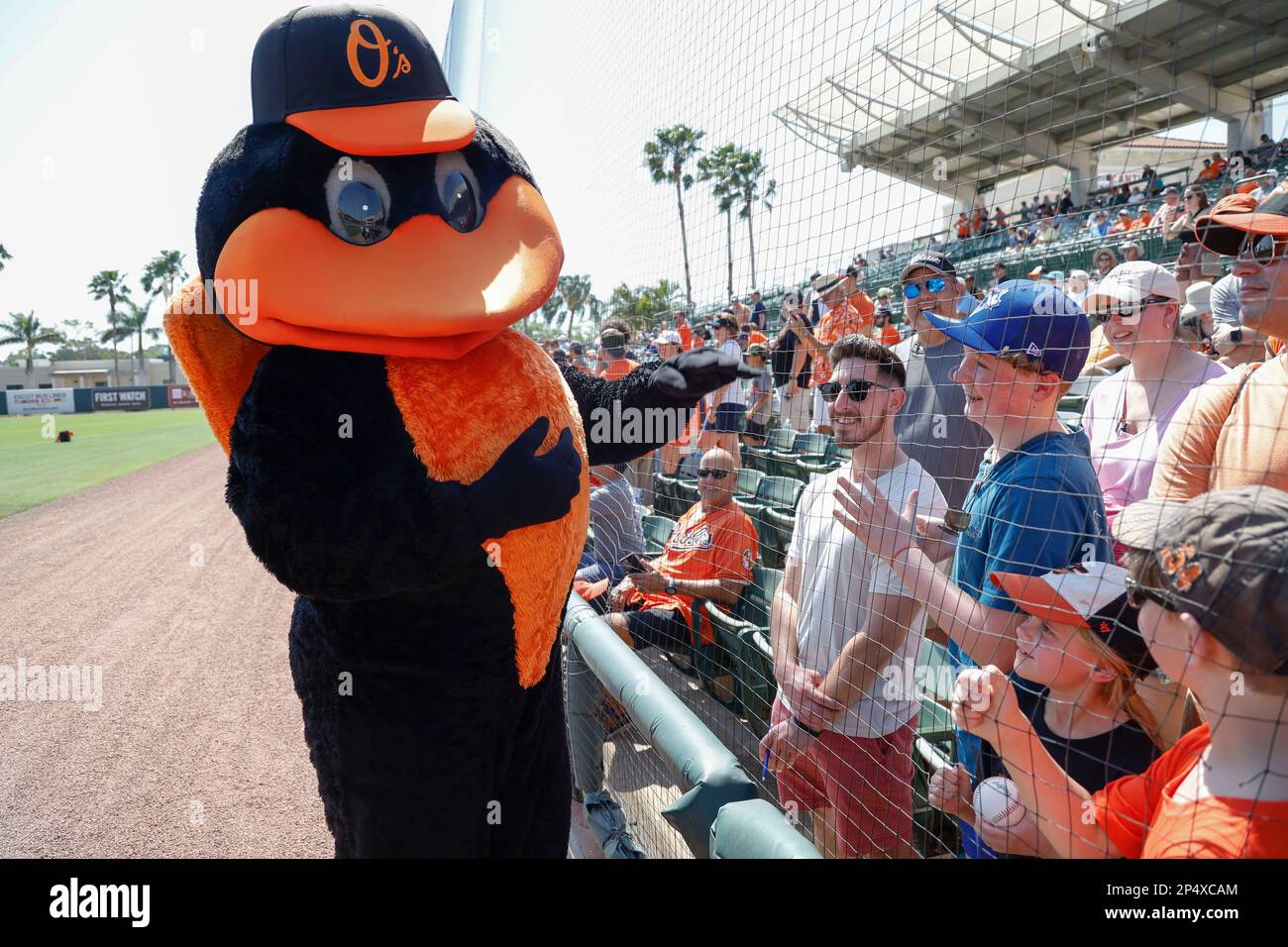 Sarasota FL USA; Baltimore Orioles mascotte Bird si diverte con i tifosi durante una partita di allenamento primaverile della MLB contro gli Atlanta Braves allo stadio ed Smith Foto Stock