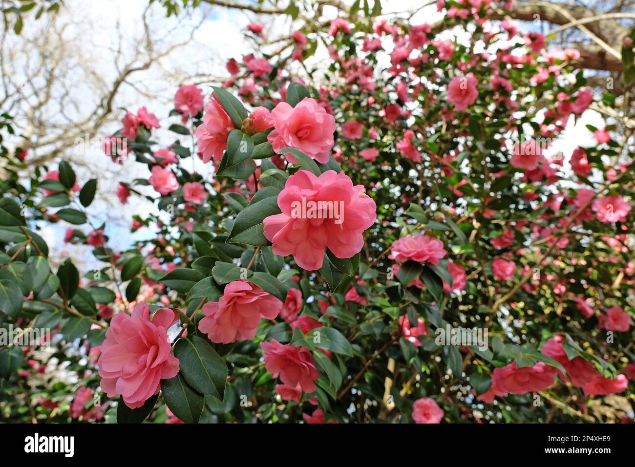 Doppia Camellia 'giglio d'acqua in fiore. Foto Stock