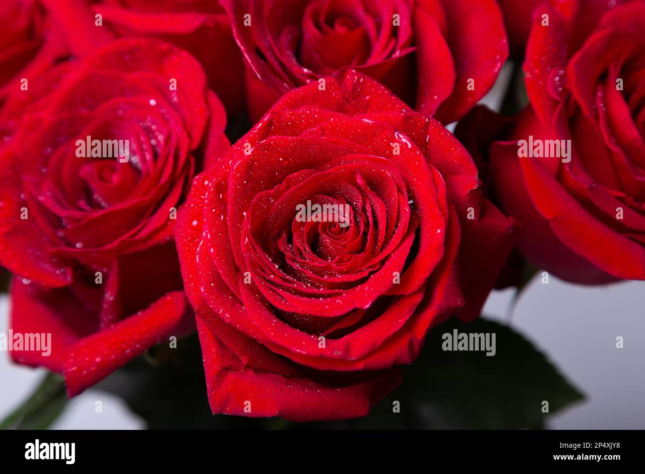Bouquet di rose rosse (borgogna) su sfondo bianco. Gocce d'acqua. Messa a fuoco selettiva, primo piano. Foto Stock