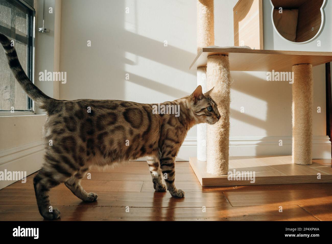 Bel gatto bengala alla moda. Ritratto animale. Gatto giocoso. Il gatto bengala è sdraiato sul pavimento. Foto Stock