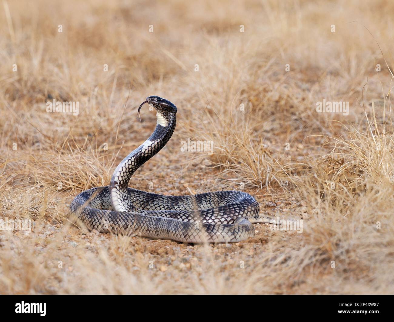 Kunene Shield Cobra (Aspidelaps lubricus cowlesi) in posizione aggressiva, testa e collo sollevato, lingua estesa, Namibia, gennaio. Foto Stock