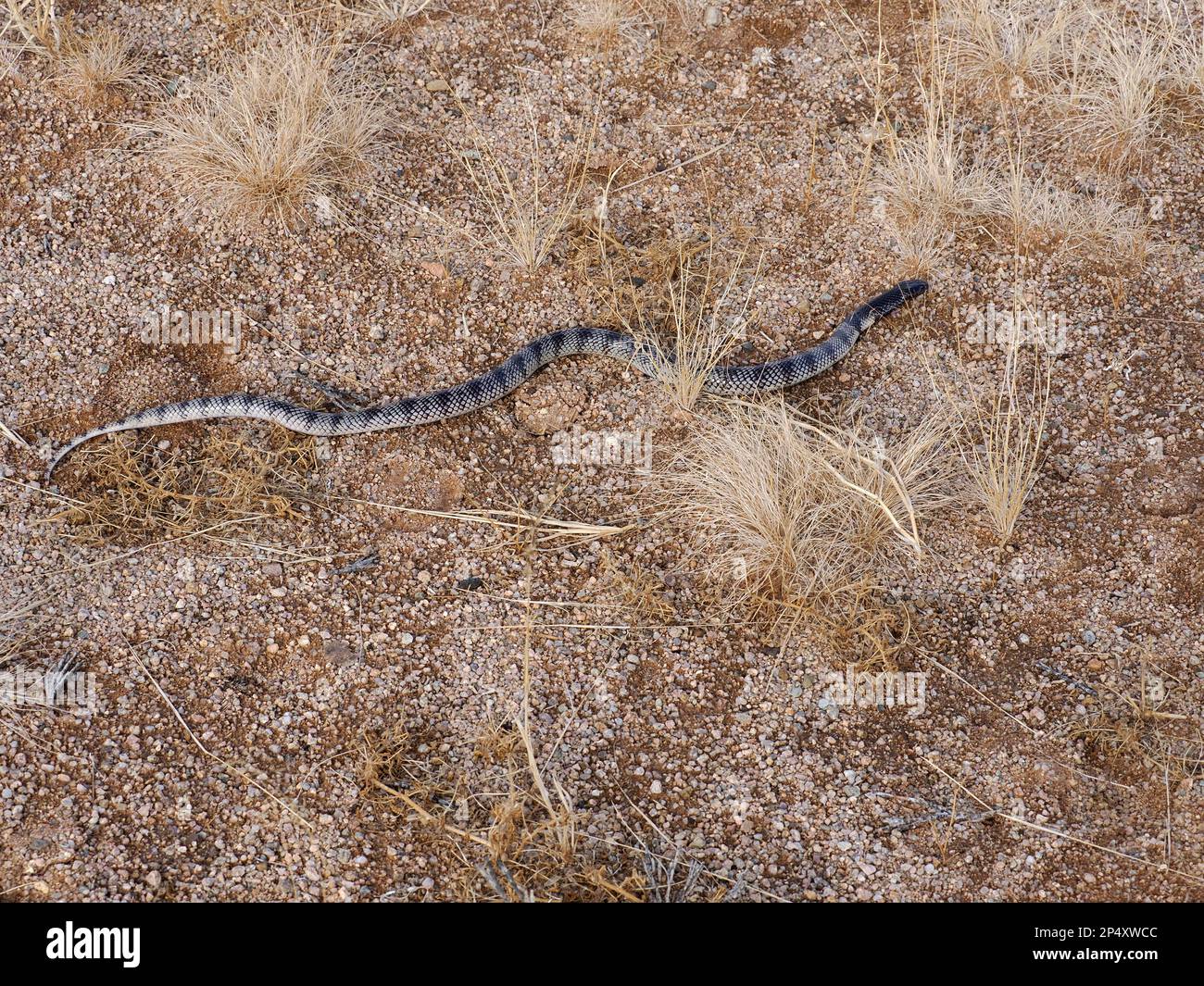 Kunene Shield Cobra (Aspidelaps lubricus, closciosi) che si muove lungo un terreno roccioso sabbioso, Namibia, gennaio Foto Stock