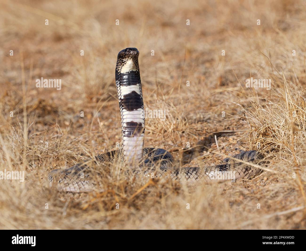 Kunene Shield Cobra Snake, (Aspidelaps lubricus, closciosi) in posizione aggressiva, testa e collo sollevato, Namibia, gennaio Foto Stock