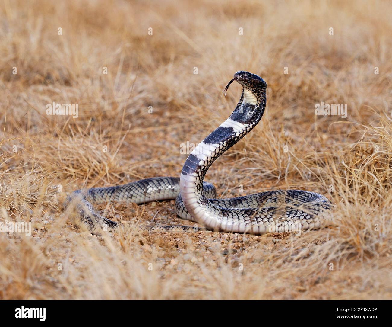 Kunene Shield Cobra (Aspidelaps lubricus cowlesi) in posizione di difesa con lingua biforcuta estesa, Namibia, gennaio Foto Stock
