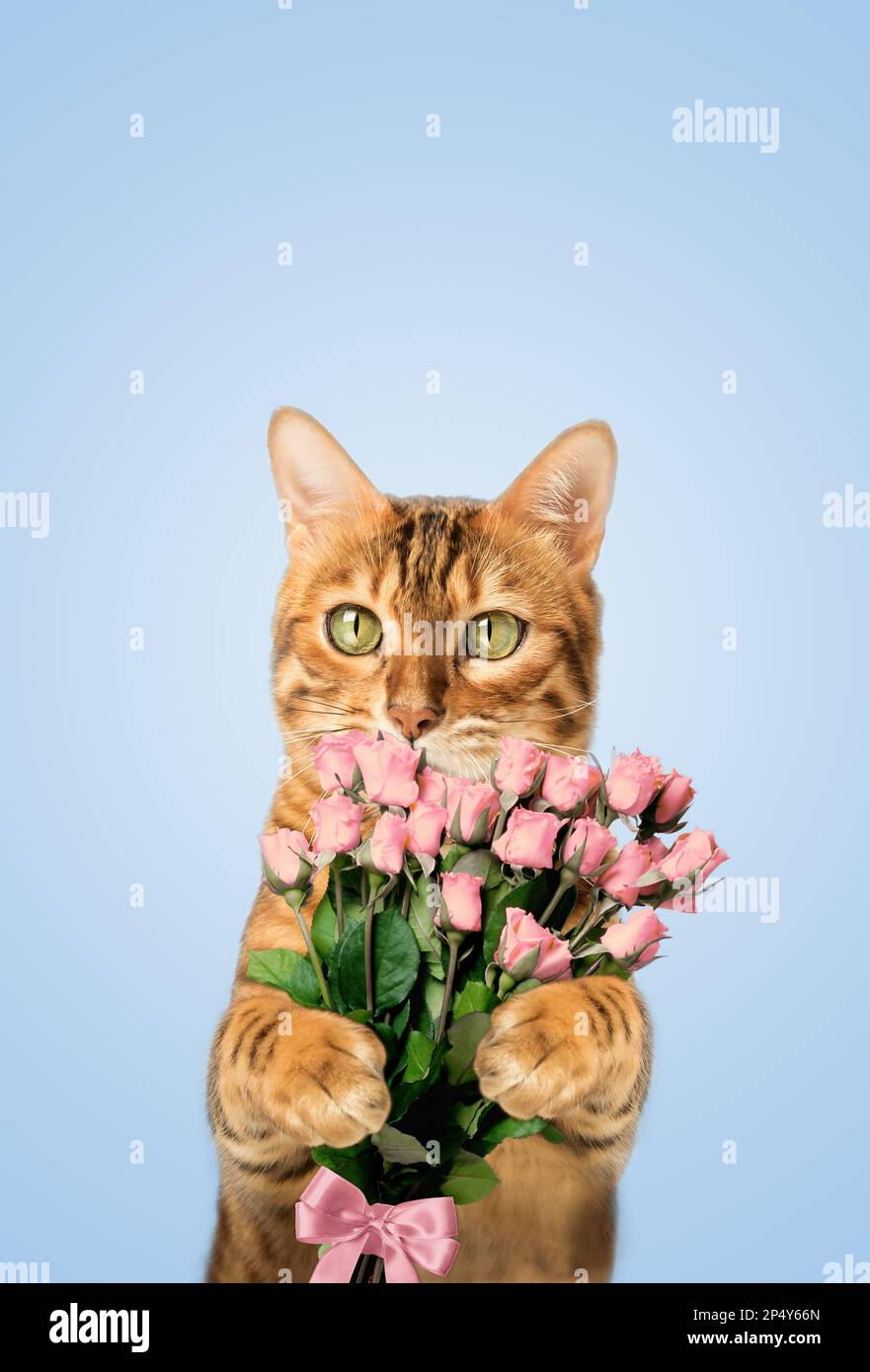 Biglietti Di San Valentino Con Occhiali Da Sole Con Bandiere A Cuori E Una Frase Autografa Buon Simbolo Dell Amore Romantico Disegno Image240352231