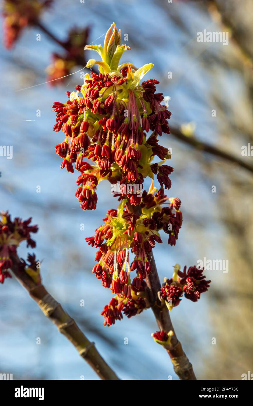 Acer negundo, Box sambuco, boxelder, cenere e acero, Manitoba, elfo, alaceri, infiorescenze e fiori sul ramo all'aperto. Primavera da Foto Stock