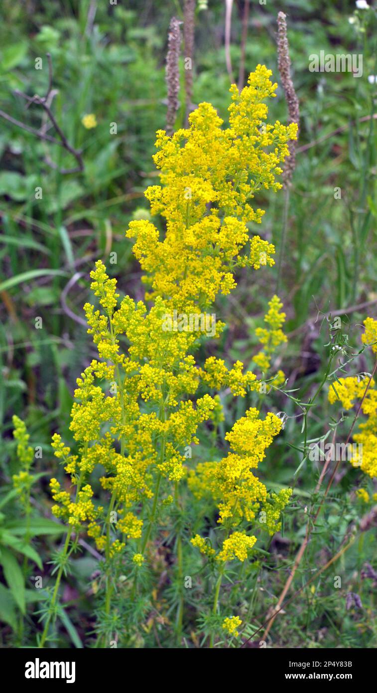Galium verum cresce tra le erbe in natura Foto Stock
