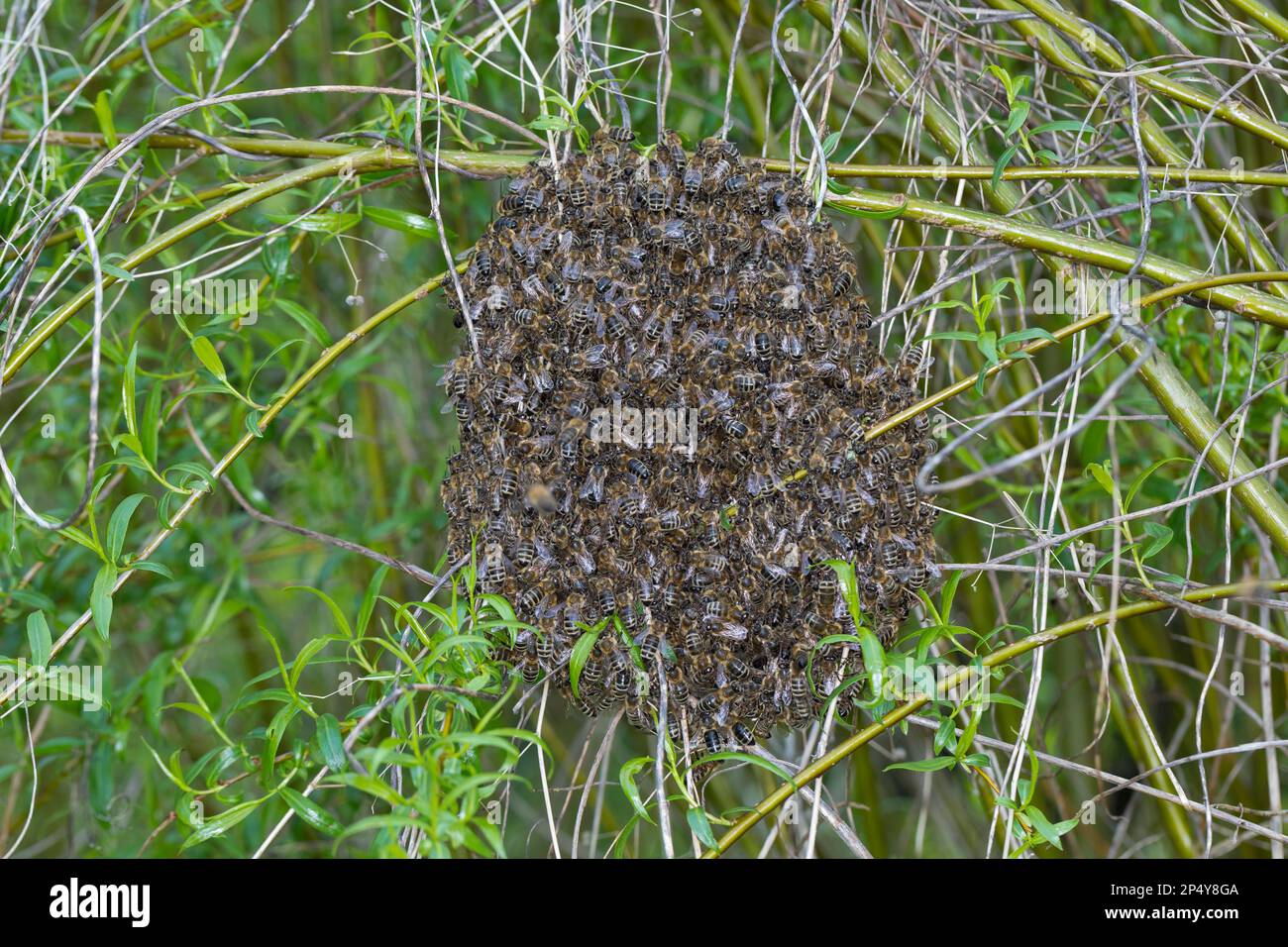 Honigbiene, Bienenschwarm, Schwarm, Volk schwärmt aus, Bienenenvolk, Honig-Biene, Europäische Honigbiene, Westliche Honigbiene, Biene, Bienen, API mell Foto Stock