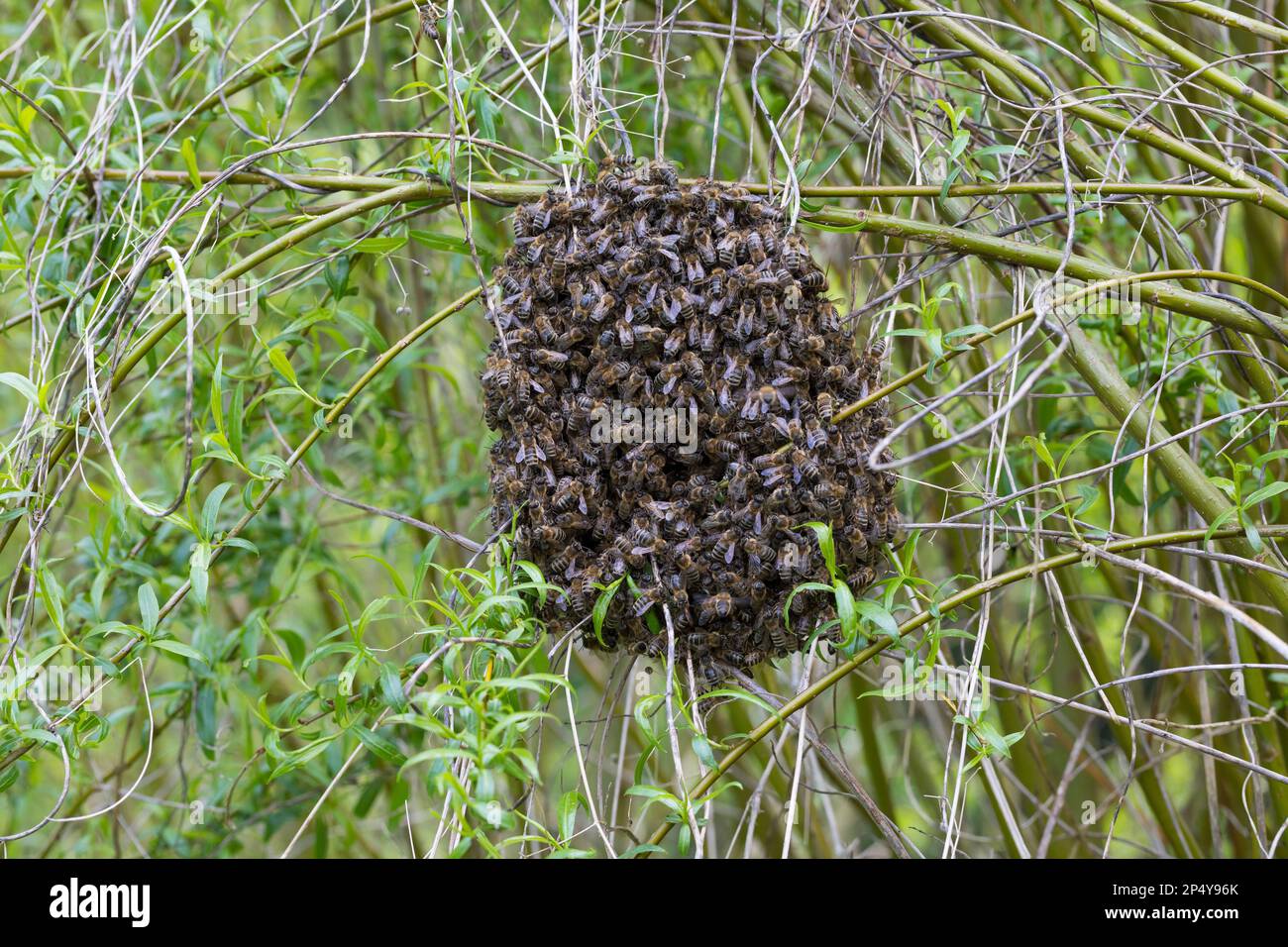 Honigbiene, Bienenschwarm, Schwarm, Volk schwärmt aus, Bienenenvolk, Honig-Biene, Europäische Honigbiene, Westliche Honigbiene, Biene, Bienen, API mell Foto Stock